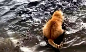 橘猫站在湖边呆望，主人以为它要想不开，下一秒举动却令主人笑喷