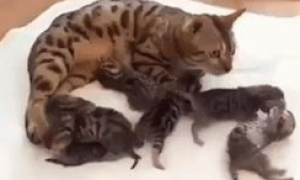 网友捡回一只流浪猫，两月后生了六只稀有小奶猫，一只竟能卖上万