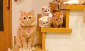 家里两只橘猫，又生了六只小橘猫，铲屎官一无聊就让它们“排队”