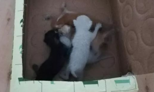 流浪猫跑进房东家二楼隔板间里生了6只小奶猫，我应该怎么办呢？