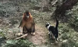 猴子偶遇奶牛猫，撸起猫跟个小人儿似的，猴：我也有猫了