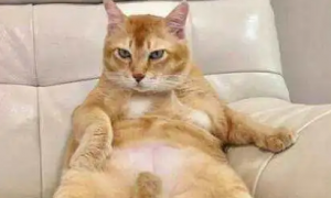 主人嫌弃橘猫太胖让它减肥，没想到橘猫大半夜这样做！