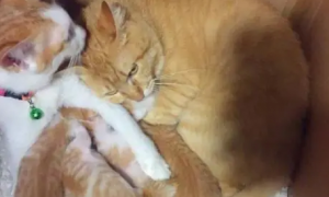 两只橘猫天天秀恩爱，谁知母猫生下6个崽，看到猫的毛色主人想哭