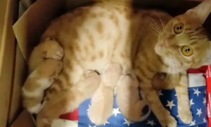 怀孕流浪猫被困房子里20余天，依靠方便面为食，还生下6只小猫