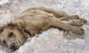 流浪狗妈妈零下20度被冻死在雪地，用身体温暖怀中7只幼崽！