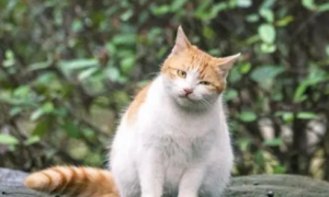 北大里的流浪猫，因伤人被“当众惩罚”，猫咪：欺负我不识字