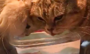 家里的两只猫不喝水，主人一招解决，鱼：我做错了什么