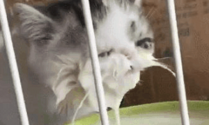 让小奶猫喝奶，它直接把脸洗了，小猫：哇，这也太香了