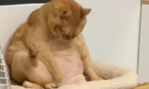 猫咪太胖舔不到肚子上的毛，一脸委屈的看铲屎官：还不过来帮忙！