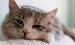 猫传腹症状初期症状有哪些？猫咪自己能抗下来吗？