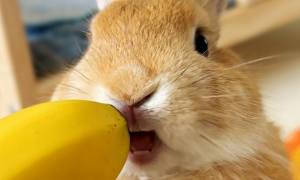 兔子可以吃香蕉吗？为什么？