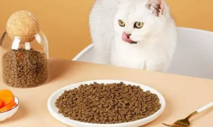 咪猫说猫粮怎么样