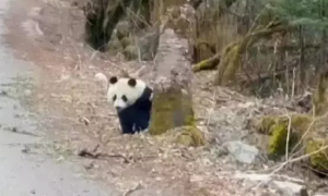 网友偶遇一只横穿马路的熊猫，探头探脑的样子不要太萌！