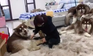吉林一女子给4只狗狗梳毛，现场像极了剪羊毛，网友：在家弹棉花