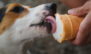 狗可以吃冰淇淋吗