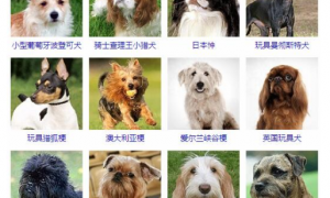 小型犬品种大全排名