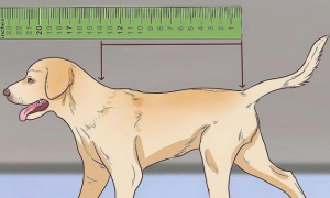 狗狗的身高和体重分类