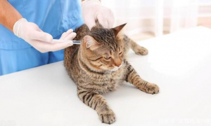 猫要打几针疫苗