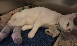 猫血栓后肢瘫痪恢复特征