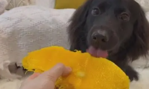 狗可以吃芒果吗