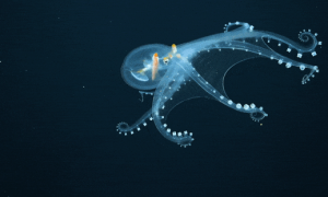 罕见透明章鱼，内部器官清晰可见
