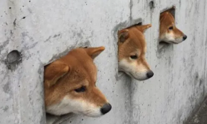 墙上长狗头了！三只柴犬卡在墙洞中，瞬间成为网红狗狗
