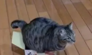 猫咪体型太大，扭了半天身子都钻不进箱子，网友：我都替他着急