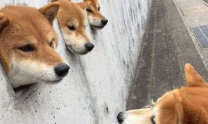 太搞笑！日本柯基主人在墙上打了3个狗洞，第二天竟成了景点！