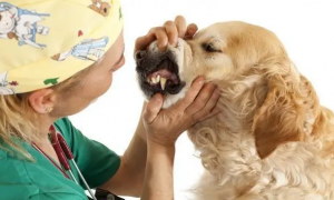狗卡住喉咙的自救方法