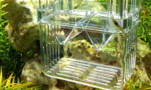 孔雀鱼鱼缸最重要的氨氮问题解决方案