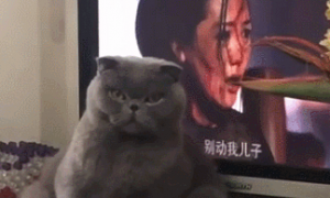 主人吃饭看电视，猫咪直接坐到电视机前挡住：好好吃你的饭！