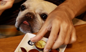 狗可以吃板栗吗