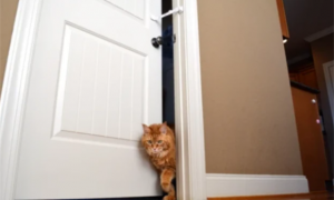 把猫咪关在门外有什么影响吗