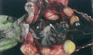 【临床分享】一只绿色鬣鬣蜥的卵巢扭转