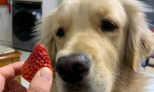 狗可以吃草莓