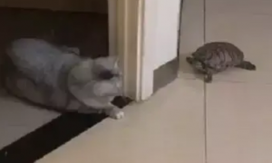 小猫咪和乌龟捉迷藏，当猫以为自己被发现时，下一秒的反应太逗了