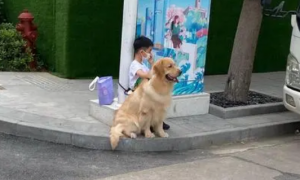寄养老家的狗狗每天等候小朋友放学，成为了村里“最靓的仔”