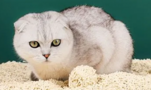 8l是多少公斤猫砂