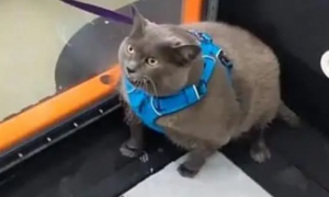 主人带猫去减肥，看到猫咪在跑步机上的动作笑喷：太敷衍了吧