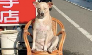 网友在路边放了个板凳，狗狗每天都坐在上面晒太阳，好惬意呀！