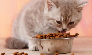 猫一个月吃多少斤猫粮