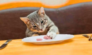 20天的小猫会自己吃东西吗