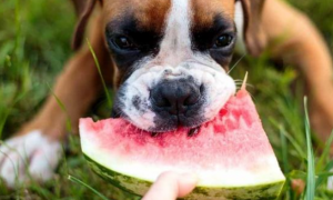 狗可以吃西瓜不?