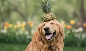 狗可以吃菠萝蜜吗