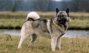 挪威猎麋犬-挪威猎麋犬出售-挪威猎麋犬多少钱一只-宠物网