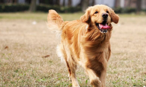 黄金猎犬和金毛的区别-中国十大禁犬-黄金猎犬是什么梗