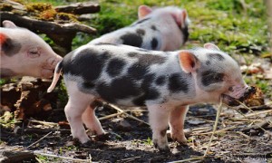 花斑猪是什么样子-花斑猪好养吗-花斑猪哪里里有小猪苗