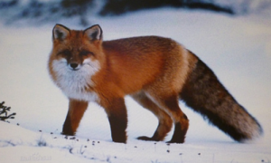 赤狐-150狐皮行情-赤狐-150的寓意和象征-赤狐-150只认一个主人