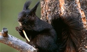 缨耳松鼠是什么-缨耳松鼠耳朵用途-缨耳松鼠冬眠吗
