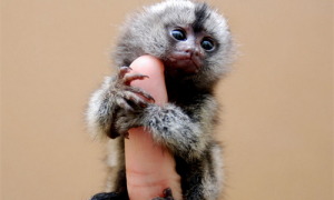 拇指猴吃什么-拇指猴是保护动物吗-拇指猴好不好养